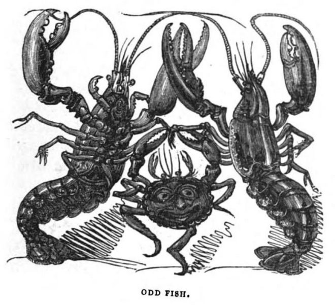 w-h-brooke-the-humorist-harrison-1832-odd-fish
